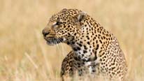 Adult leopard