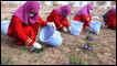 زعفران