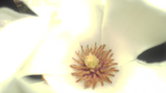 Inside of a flower...