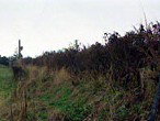 Hedge in field