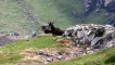 Caoraich Bhoraraigh