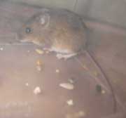Canna mouse