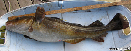 Fish in dish