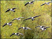 geese10.jpg