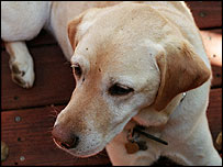 A dog