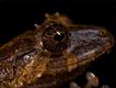 Anfíbio do gênero Pristimantis (Fotos: Paul S. Hamilton / RAEI.org)
