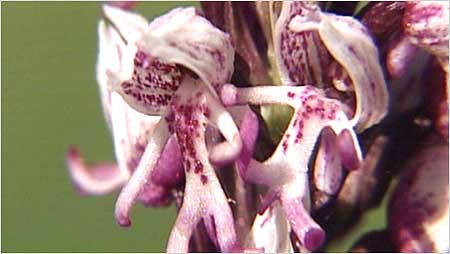Monkey Orchid
