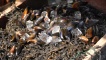 Some of Robin's wares (mussels on a plate)