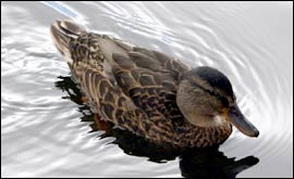 Duck