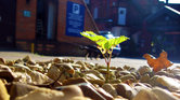 Small plant