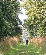 Picture: People walking along the lime avenue