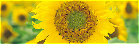 sunflowers