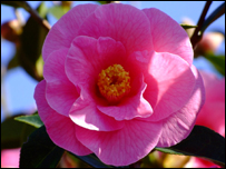 Rhododendron