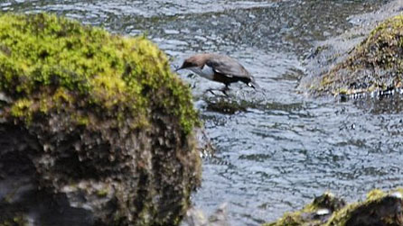 dipper02.jpg