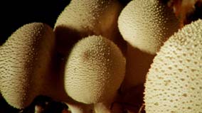 fungus