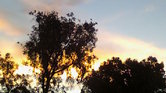 My backyard Australia... My backyard Australia...
