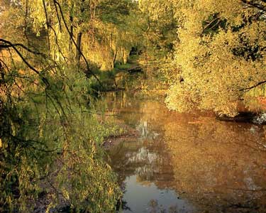 'The Duck pond'