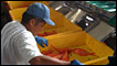 Fish being processed in Japan