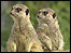 Meerkat