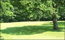 Tree in Graves Park