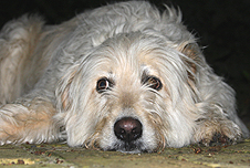 A dog