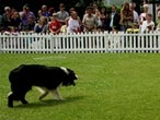 sheepdog from the Quack Commandos at work