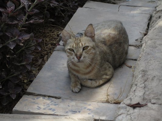 tigris.JPG