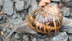 A snail