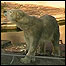 A ursa Vera