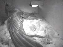 Swift in nest