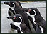 Penguins
