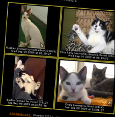 Hitler Cats