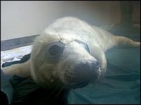 Seal Pup