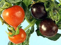 tomatoes.jpg