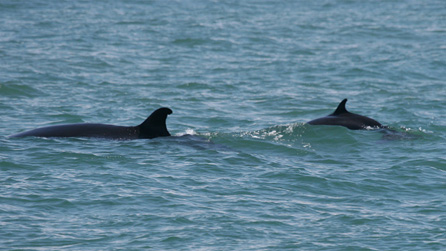 minke_whale_sea_trust.jpg