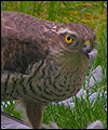 Kestrel