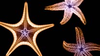 Three starfish