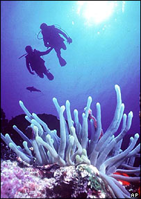 Coral Reef
