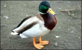 duck