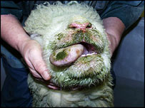 Sheep with bluetongue