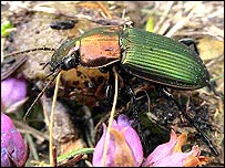Poecilus kugelanni