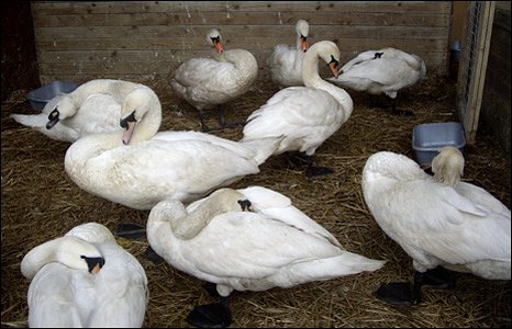 swans.jpg