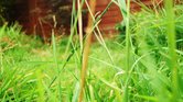Grass