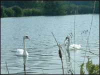 Swans