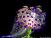 Janolus sp (David and Debi Henshaw)