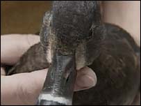 duck203.jpg