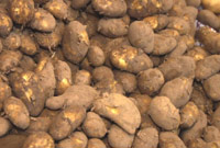 Tatws