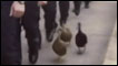 Patos