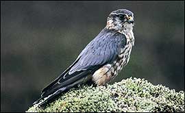 Merlin