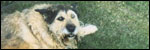 Stuart's dog Vandal